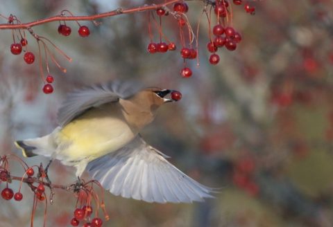 Cedar Waxwin