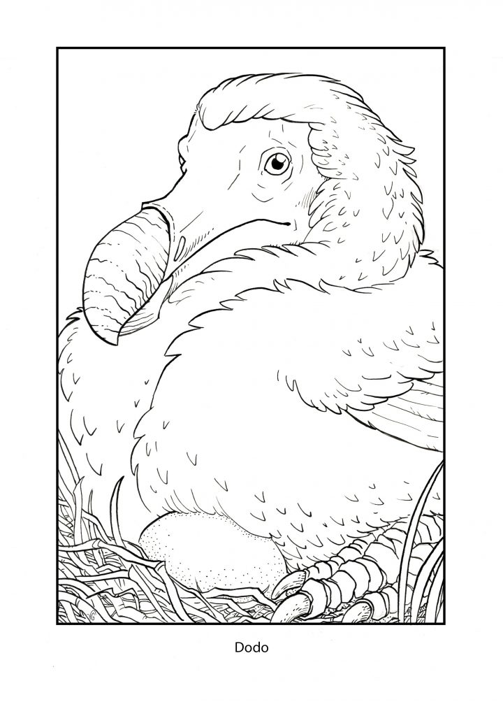 Image depicting a Dodo