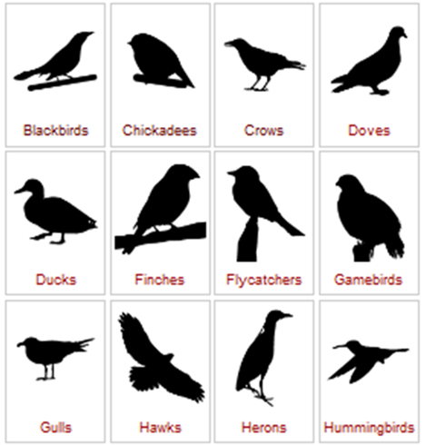 Image showing silhouettes of birds