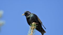 European Starling has a shorter tail than the Brown Headed Cowbird as shown in this image