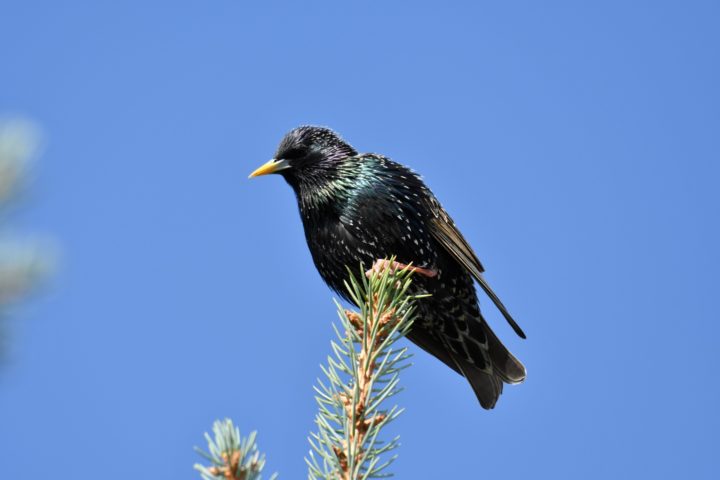 European Starling has a shorter tail than the Brown Headed Cowbird as shown in this image