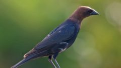 Brown Headed Cowbird has a longer tail than the European Starling as shown in this image.