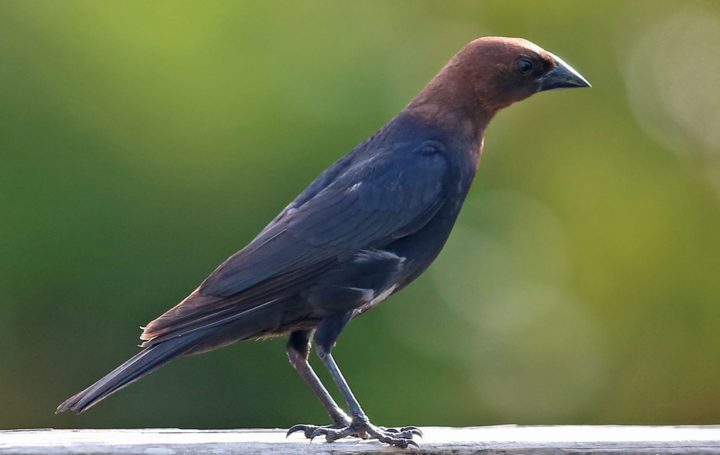 Brown Headed Cowbird has a longer tail than the European Starling as shown in this image.