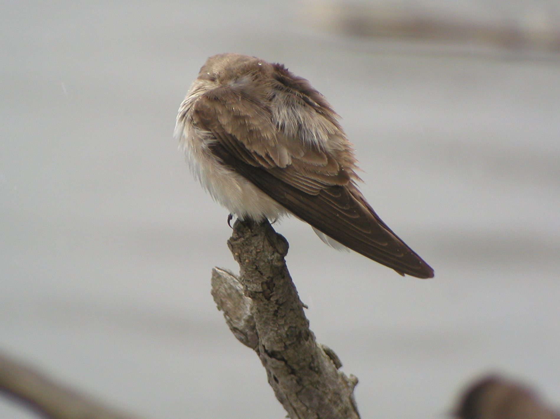 Do Birds Sleep? K12 Education