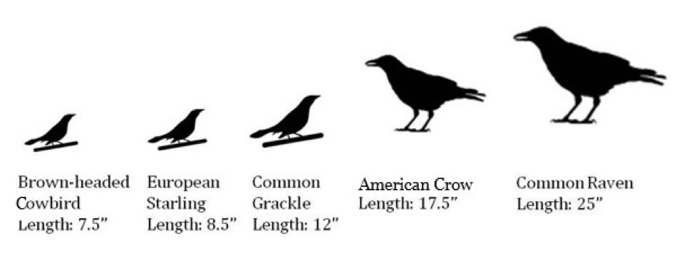 Image shows 5 bird images representing 5 species. It states the following: Brown-headed Cowbird Length: 7.5" European Starling Length: 8.5" Common Grackle Length: 12" American Crow Length 17.5" Common Raven Length: 25"
