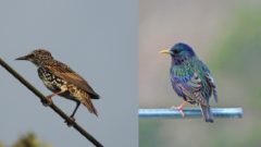 Showing seasonal colors of European Starlings