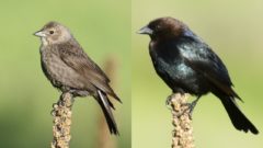 Showing plumage differences