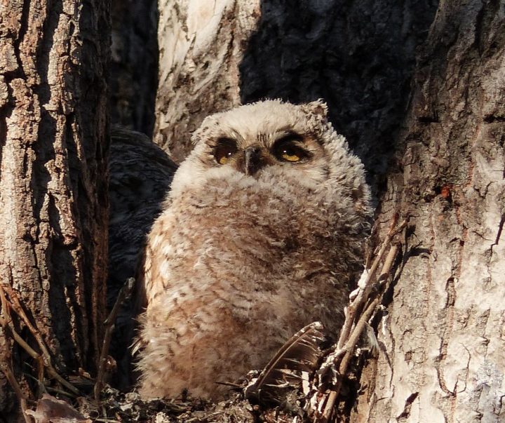 Do Birds Sleep? K12 Education