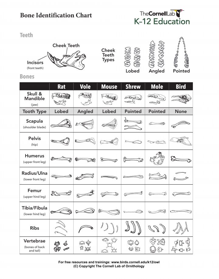 Owl Pellet Skeleton Reconstruction Chart