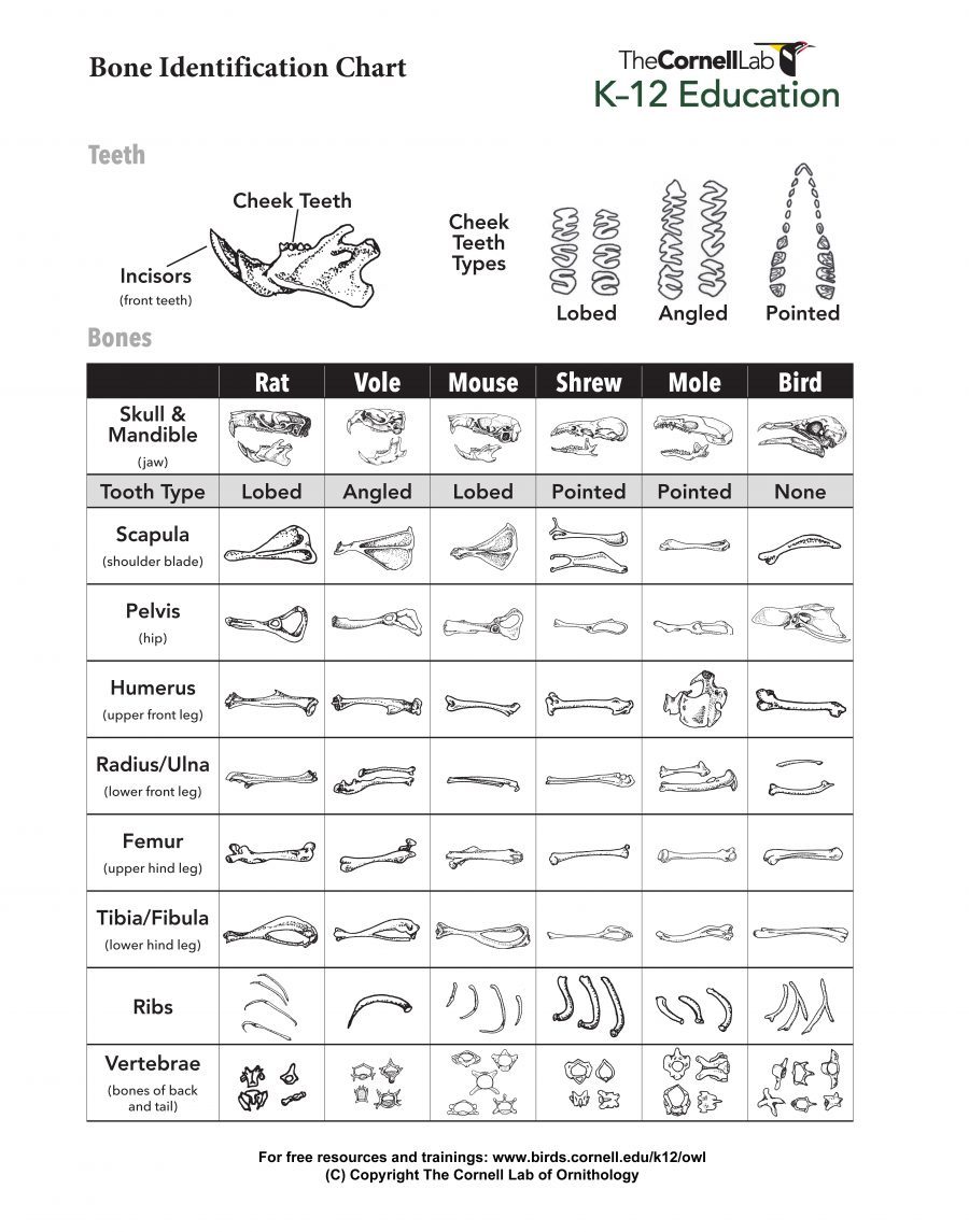 Bone Identification K12 Education