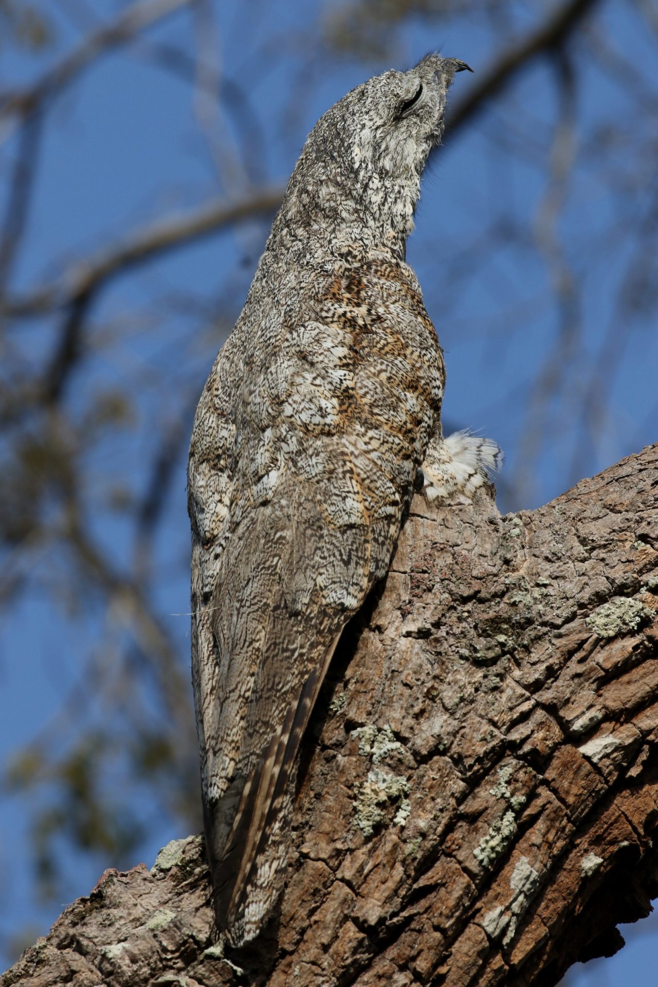 spooky stork meaning Great potoo