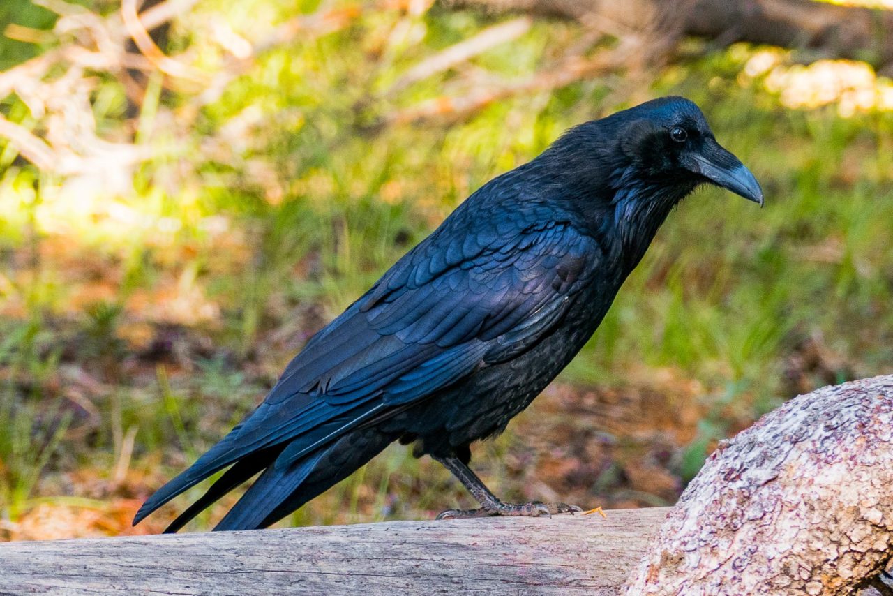 spooky stork meaning Common Raven