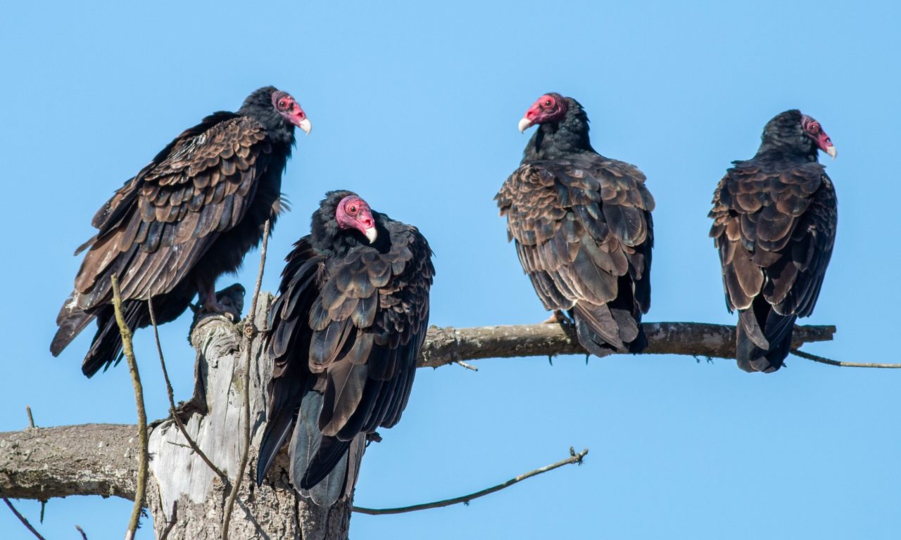 Four turkey vultures on a branch