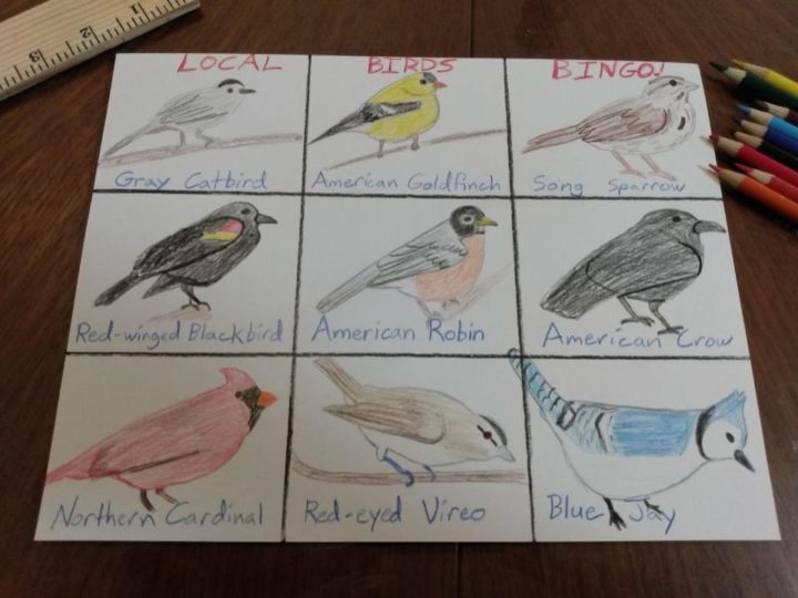 Bird Bingo – K-12 Education