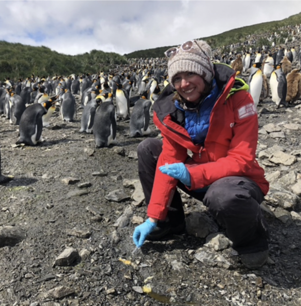 Dr. Gemma Clucas, a panelist at our Conservation Career Day, 2021 collecting fecal samples with a large waddle of penguins behind her.