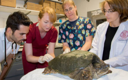 A turtle is being treated by Dr. Childs-Sanford and 3 other individuals in a clinical setting. 