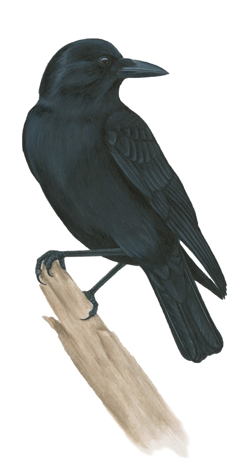 Learn about the American Crow at All About Birds