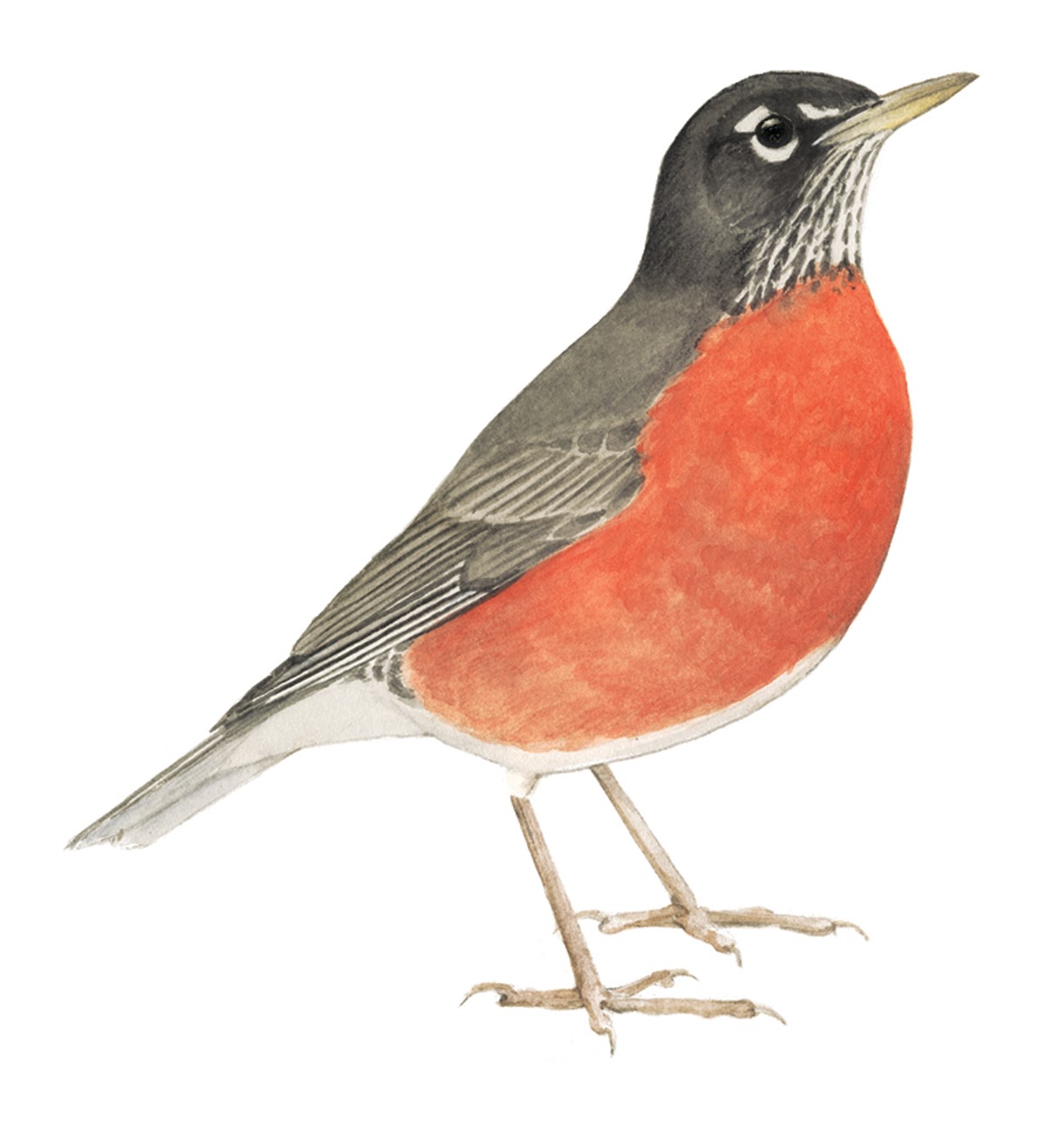 Learn about the American Robin at All About Birds