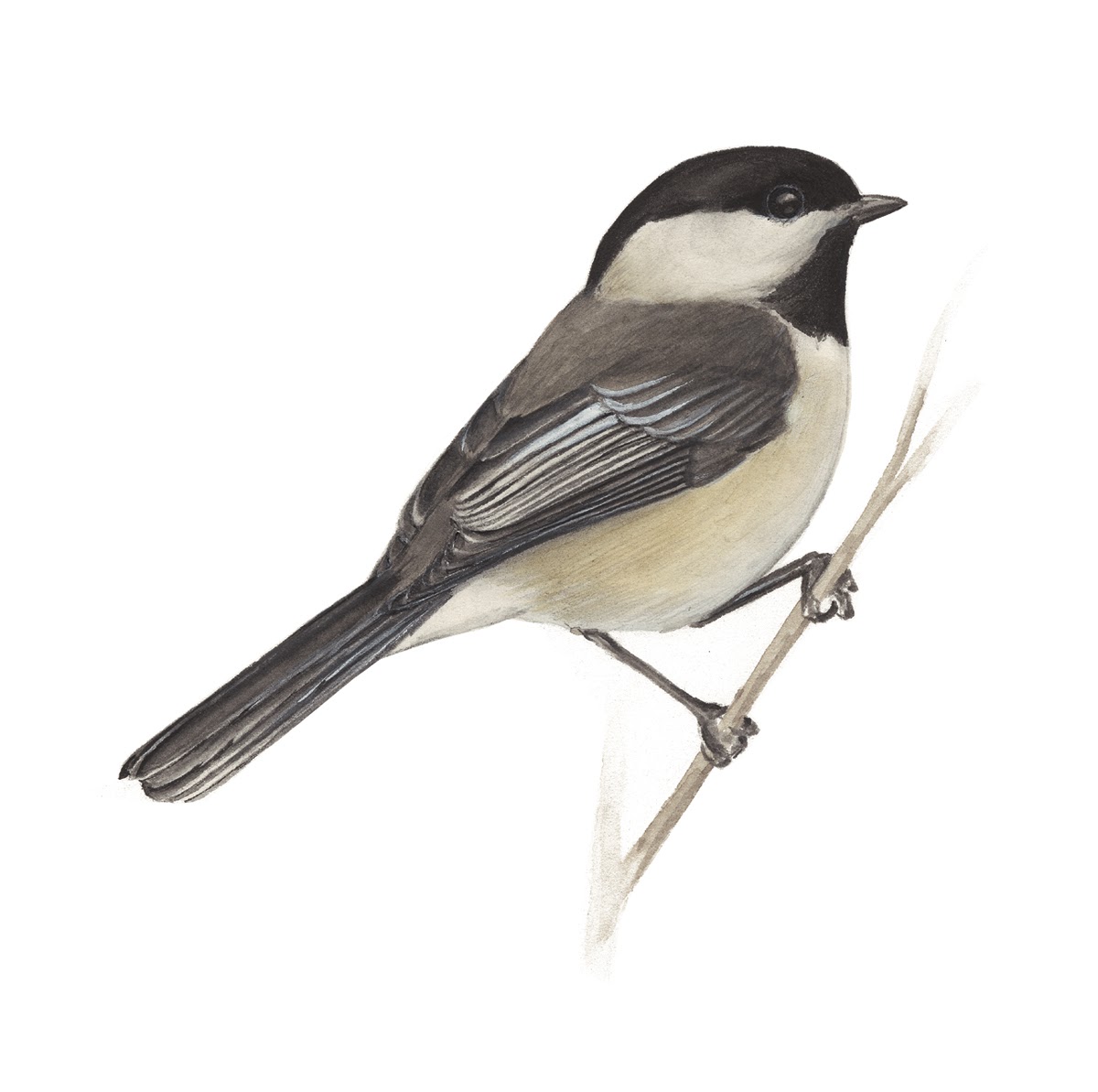 Learn about the Chickadees at All About Birds