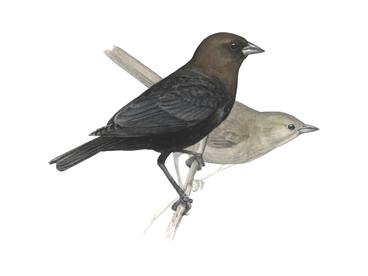 Learn about the Brown-headed Cowbird at All About Birds