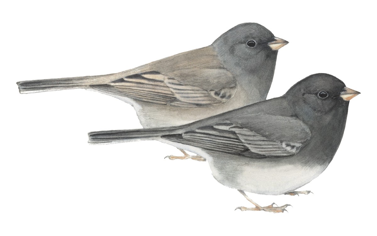 Learn about the Dark-eyed Junco at All About Birds