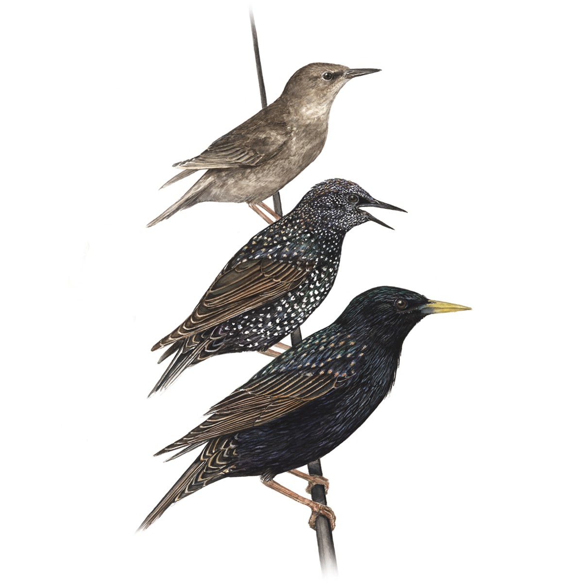 Learn about the European Starling at All About Birds