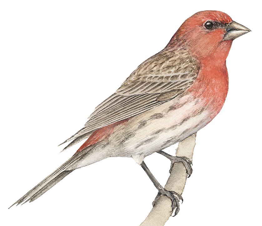 Learn about the House Finch at All About Birds