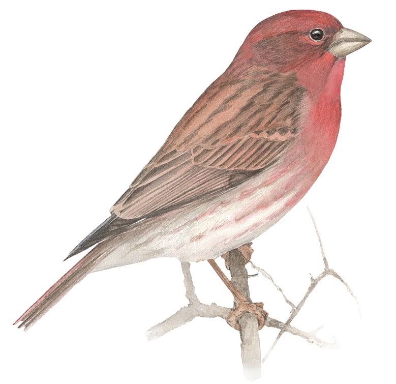 Learn about Finches at All About Birds