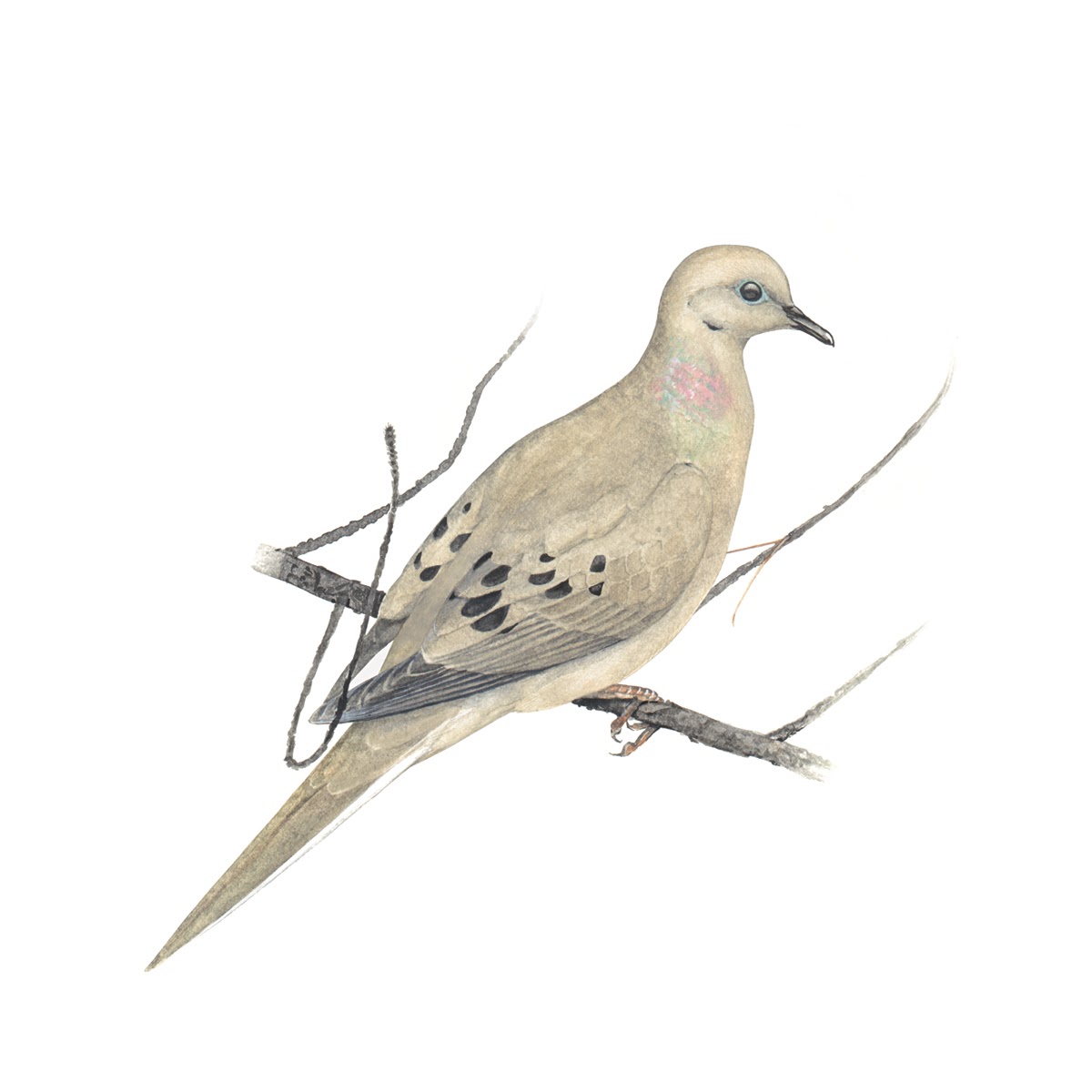 Learn about the Mourning Dove at All About Birds