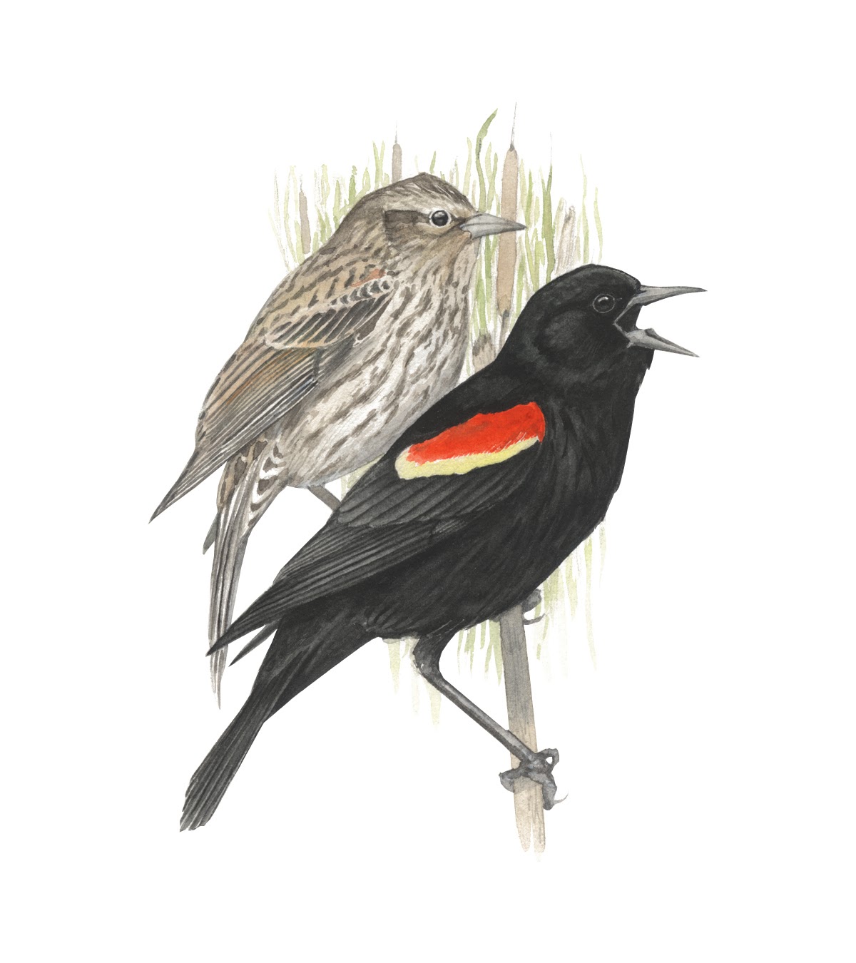 Learn about the Red-winged Blackbird at All About Birds