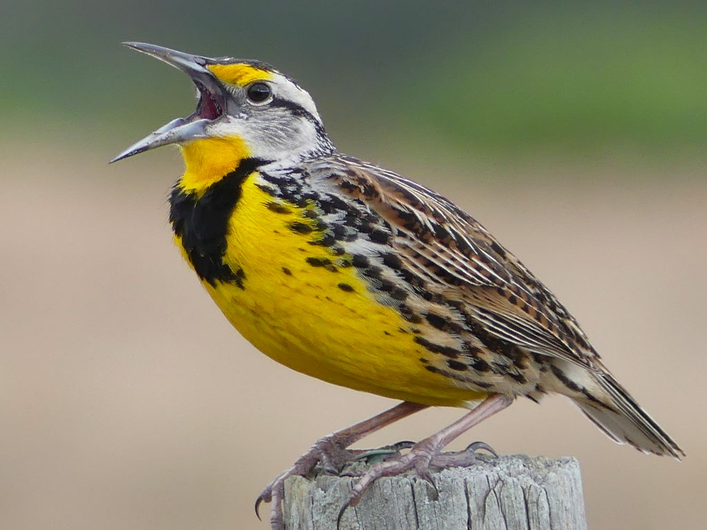 Eastern Meadowlark perched and singing