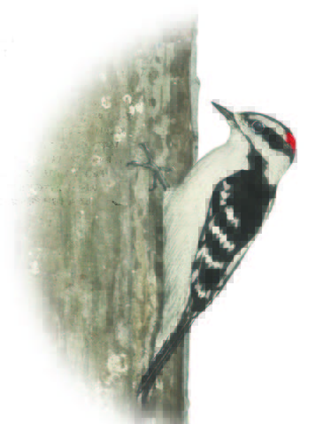 Learn about Woodpeckers at All About Birds