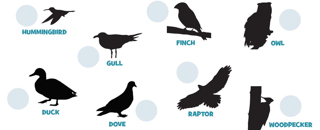 Bird silhouette preview of a hummingbird, gull, finch, owl, duck, dove, raptor, and woodpecker