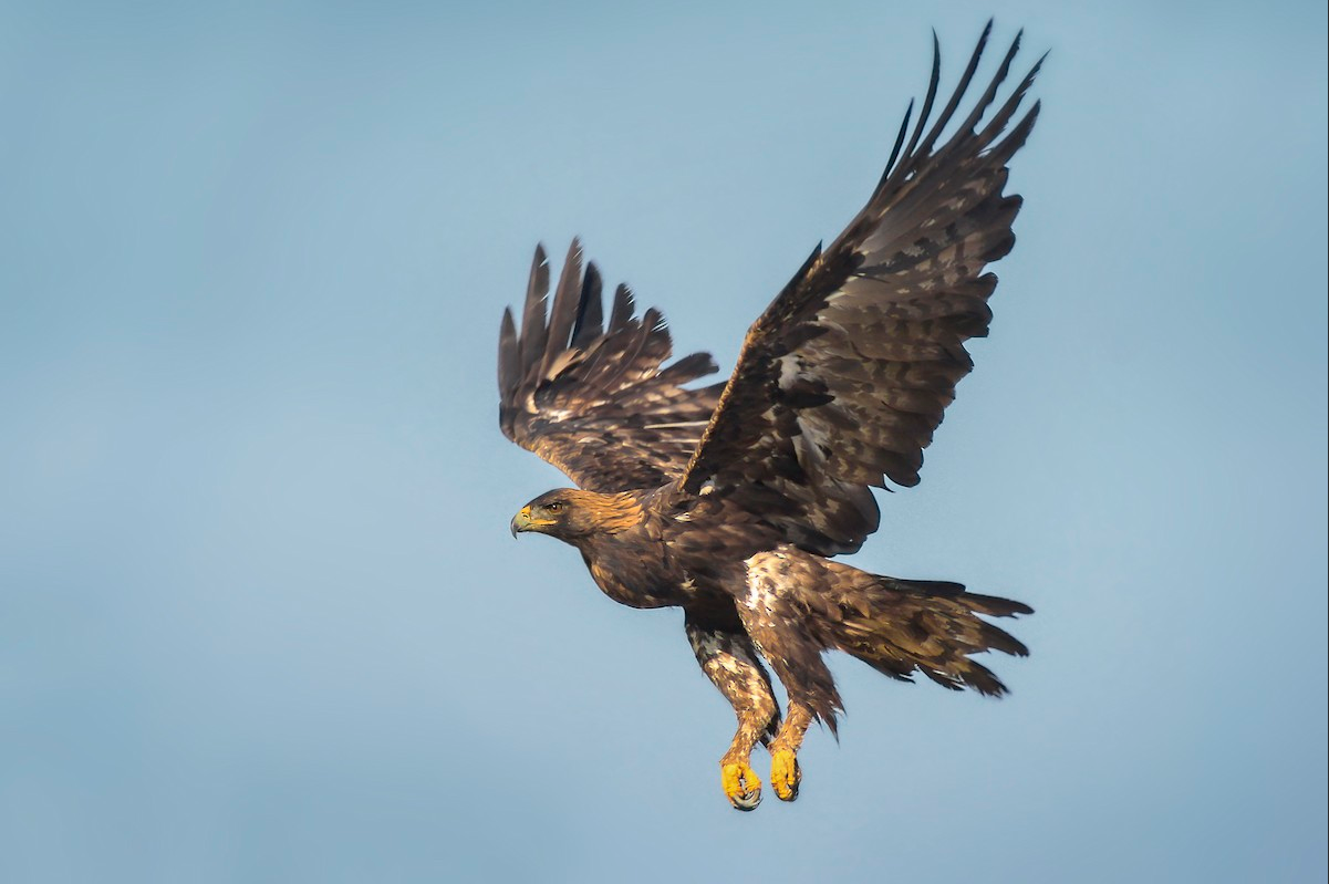 Golden Eagle in flight.