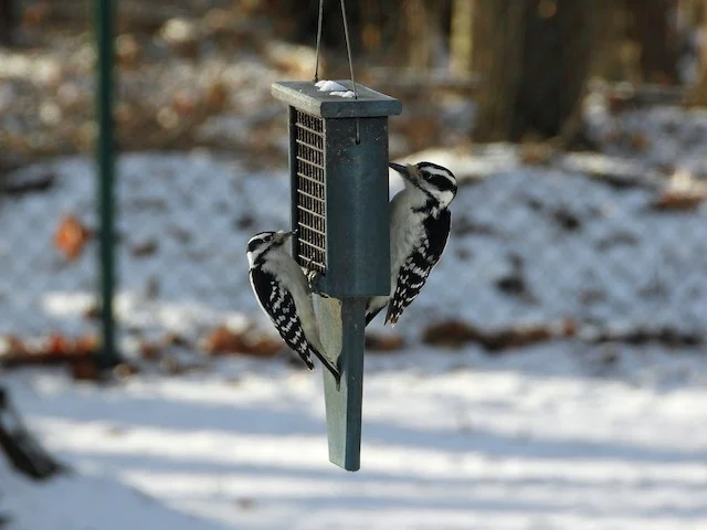 Birds on a bird feeder.