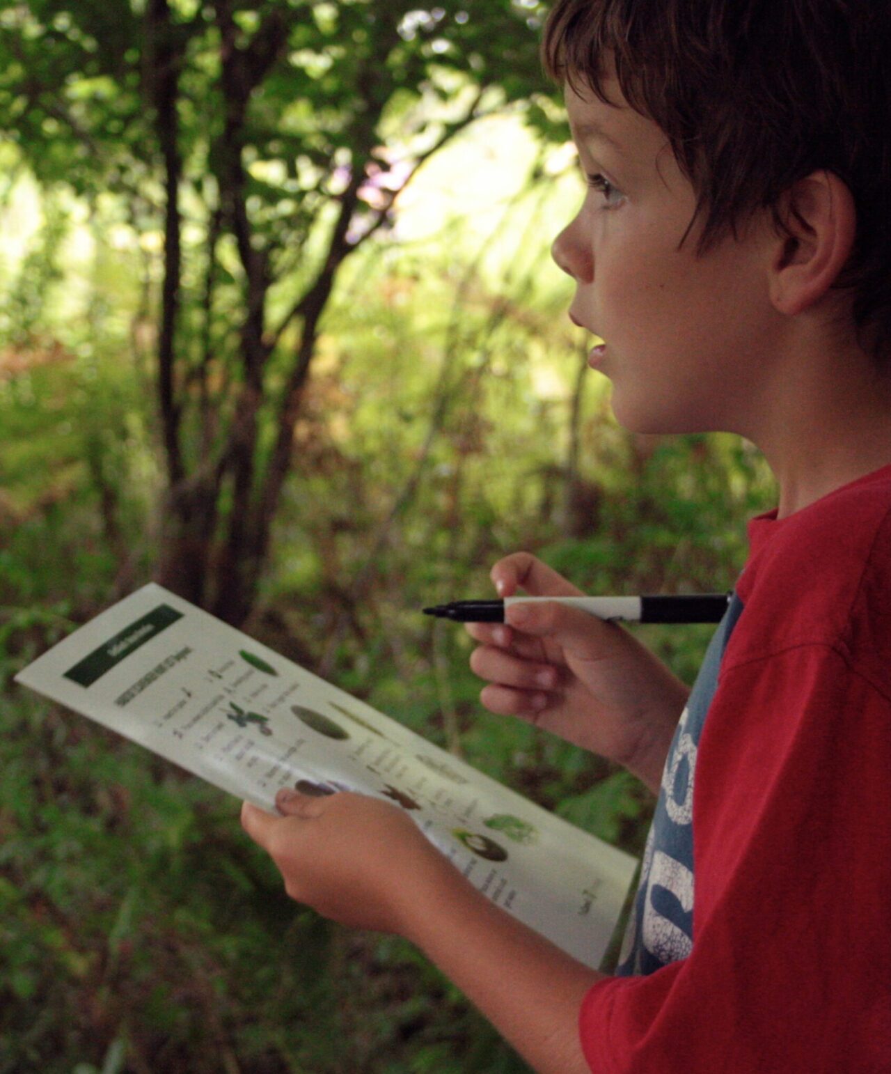 Boy in a forest holding a scavenger hunt card and marker.