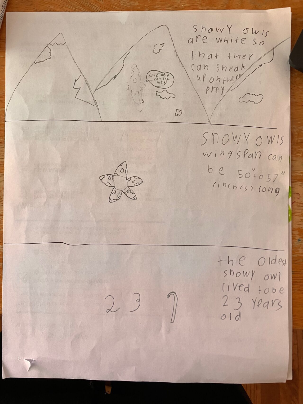 Comic drawn by 3rd grader about snowy owls after watching a live-streaming cam and doing research that includes facts about snowy owls.