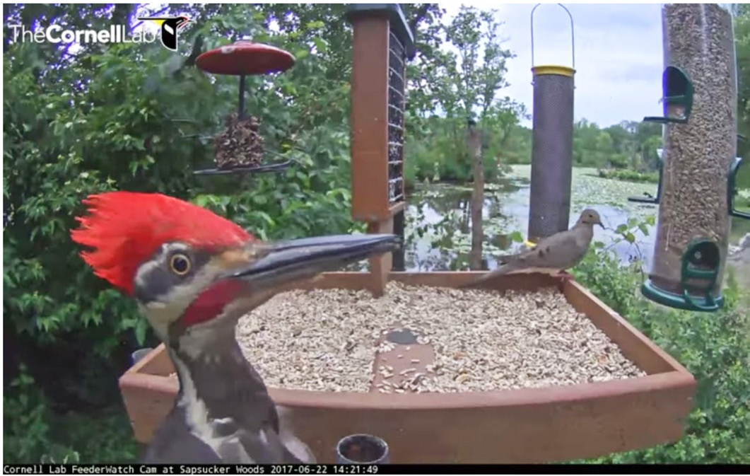 Live-streaming feeder cam captures up-close view of Pileated Woodpecker with a Mourning Dove in the background at the bird feeders.