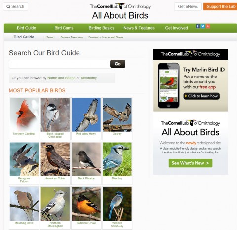 cornell ornithology all about birds