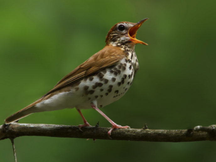 the cornell lab of ornithology all about birds