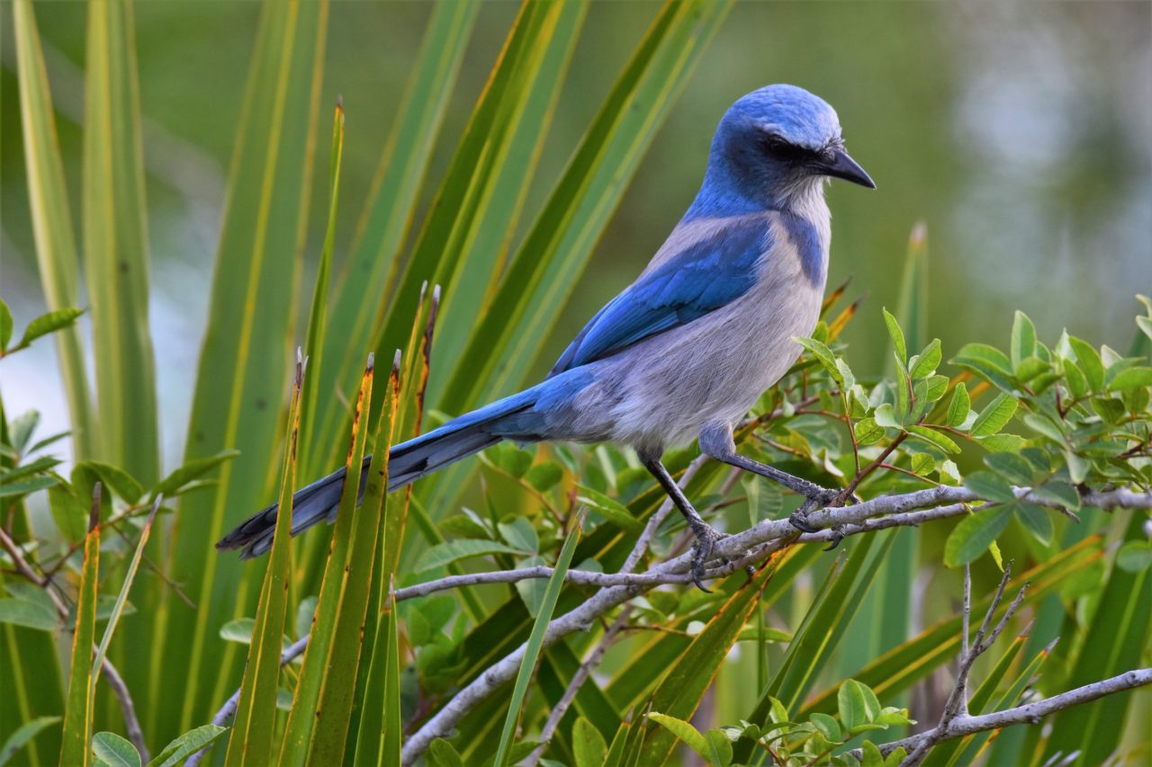 Florida Scrub Jay in a meadow