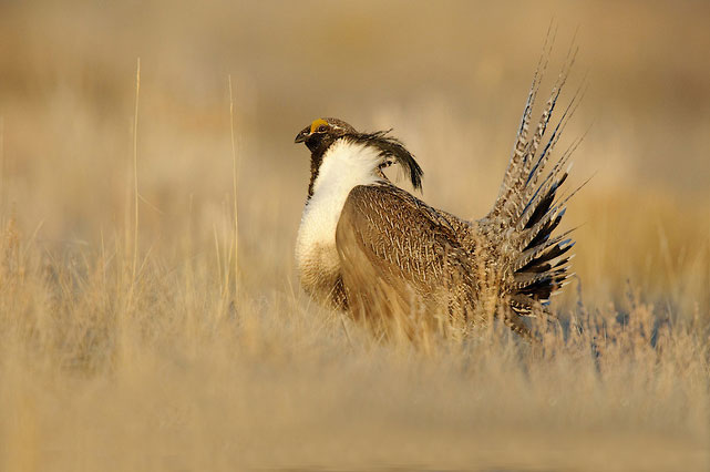 National Fish and Wildlife Foundation (NFWF) | Land Trust Bird Conservation  Initiative