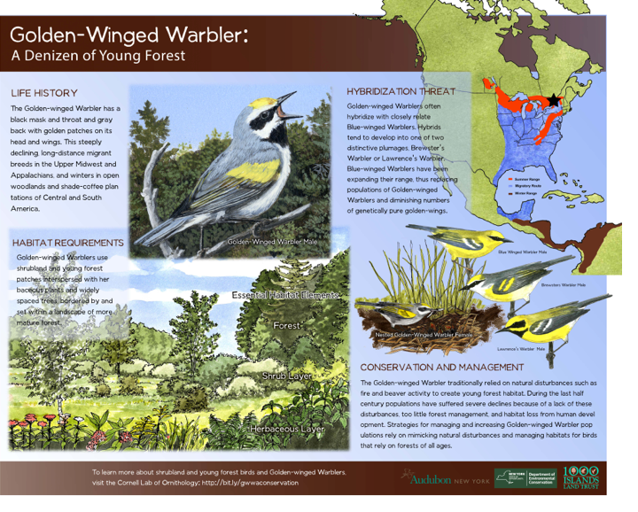 Golden-winged Warbler habitat demonstration panel