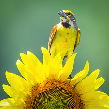 Dickcissel on sunflower