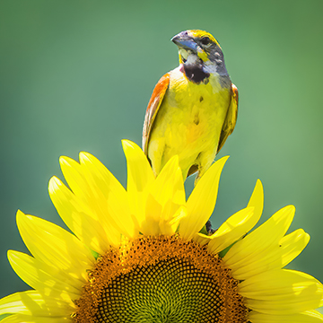 Dickcissel on flower