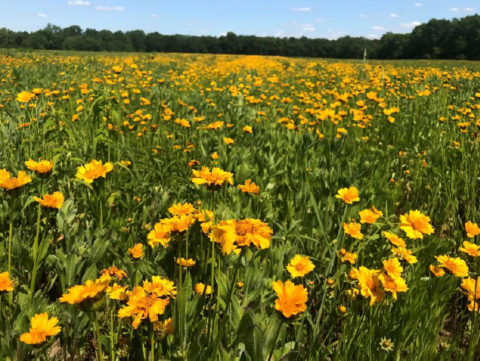 Prairie with yellow flowers