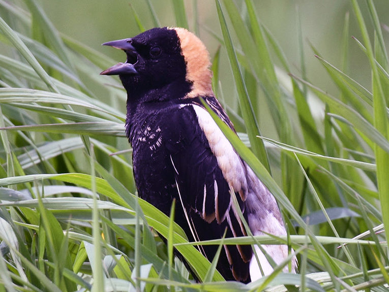 Bobolink in a Maine grassland. 