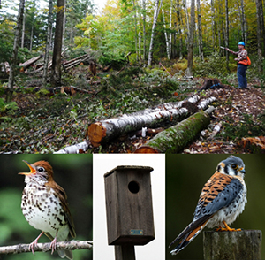 Timber cut in Managed forest