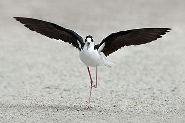 Black-necked Stilt preparing to take off on a beach.