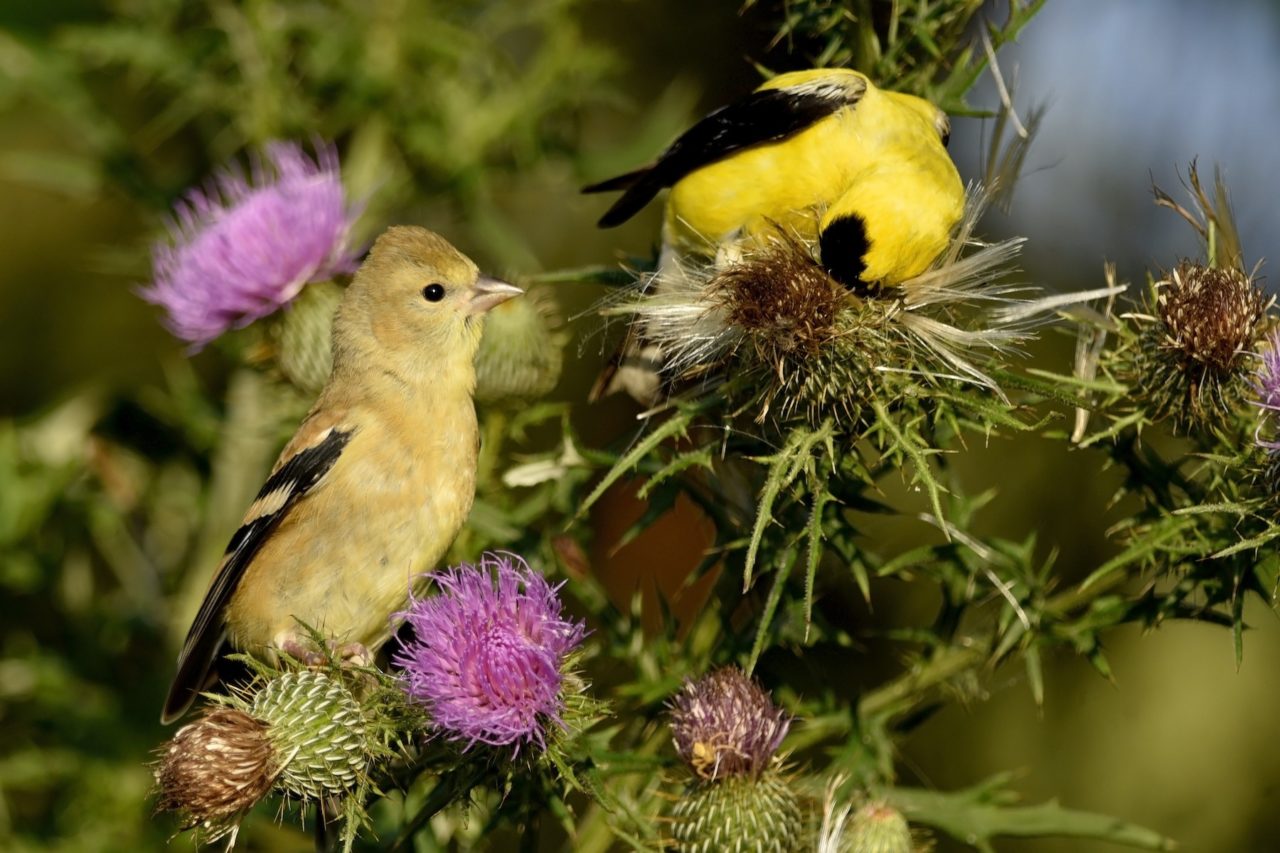 American Goldfinch female (left) and male (right) snacking on thistle.